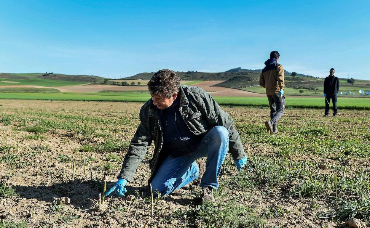 Un agricultor observa su terreno de producción ecológica.