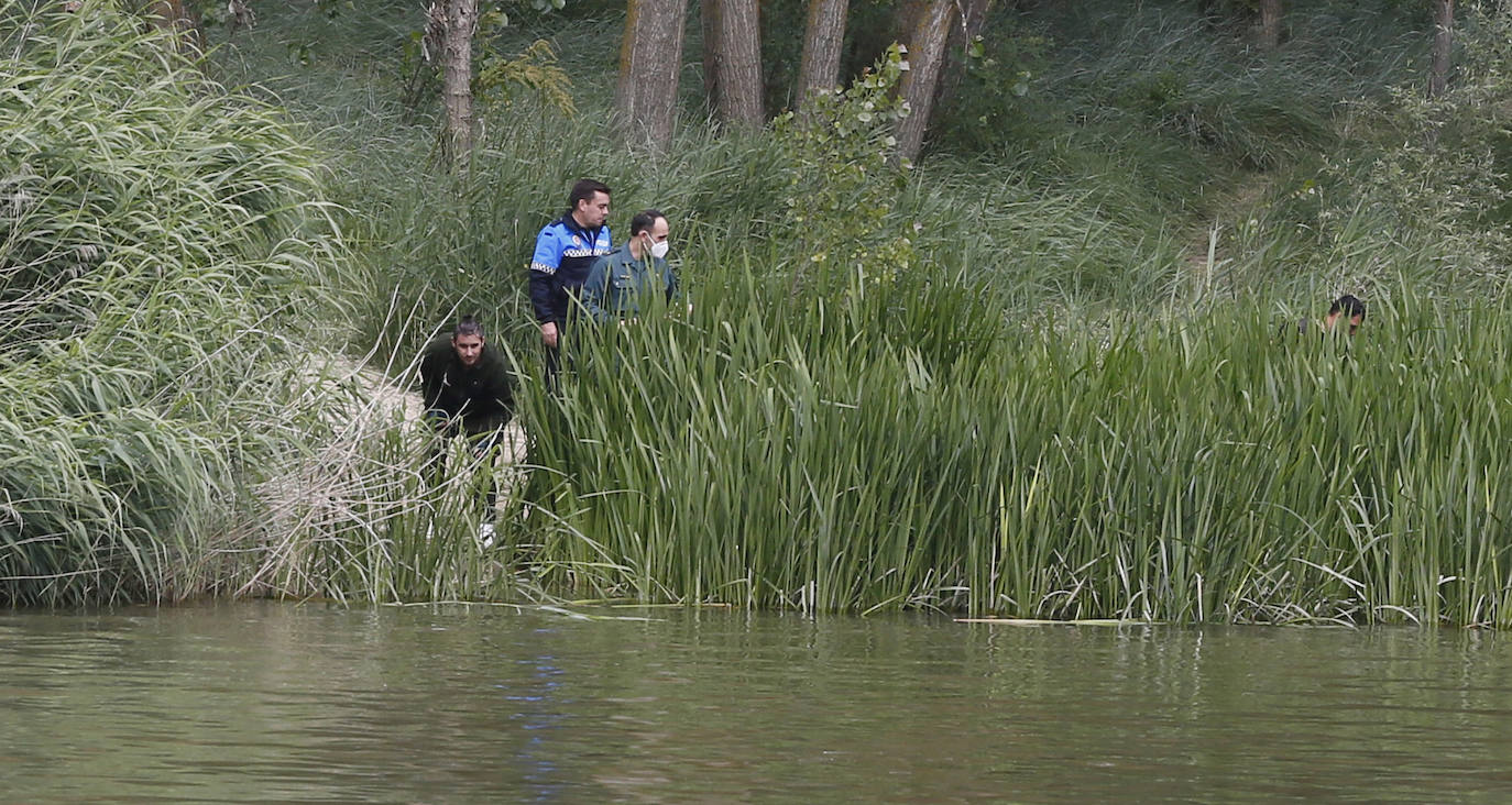 Agentes de la Guardia Civil rastrean desde ayer el río a la altura de Simancas en busca de un cocodrilo de gran tamaño. 