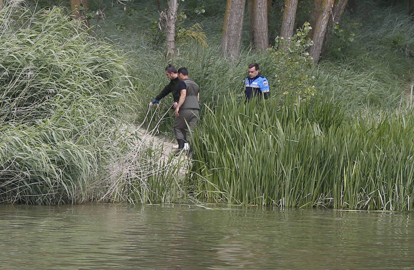 Agentes de la Guardia Civil rastrean desde ayer el río a la altura de Simancas en busca de un cocodrilo de gran tamaño. 