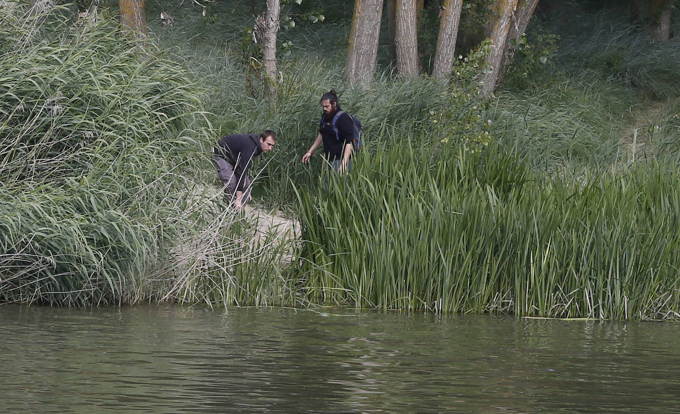 Agentes de la Guardia Civil rastrean desde ayer el río a la altura de Simancas en busca de un cocodrilo de gran tamaño. 