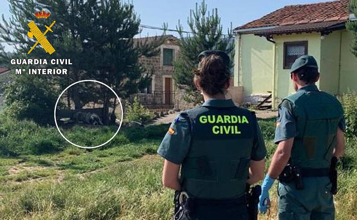 Retiran nueve mastines peligrosos a sus dueños que acumulan 11 denuncias tras varios incidentes en Burgos