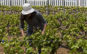 Las denominaciones de origen recurrirán por primera vez a la vendimia en verde