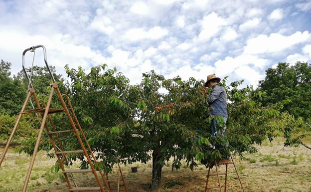 Manuel de Arriba, presidente de la cooperativa de Santibáñez de la Sierra, cogiendo cerezas.