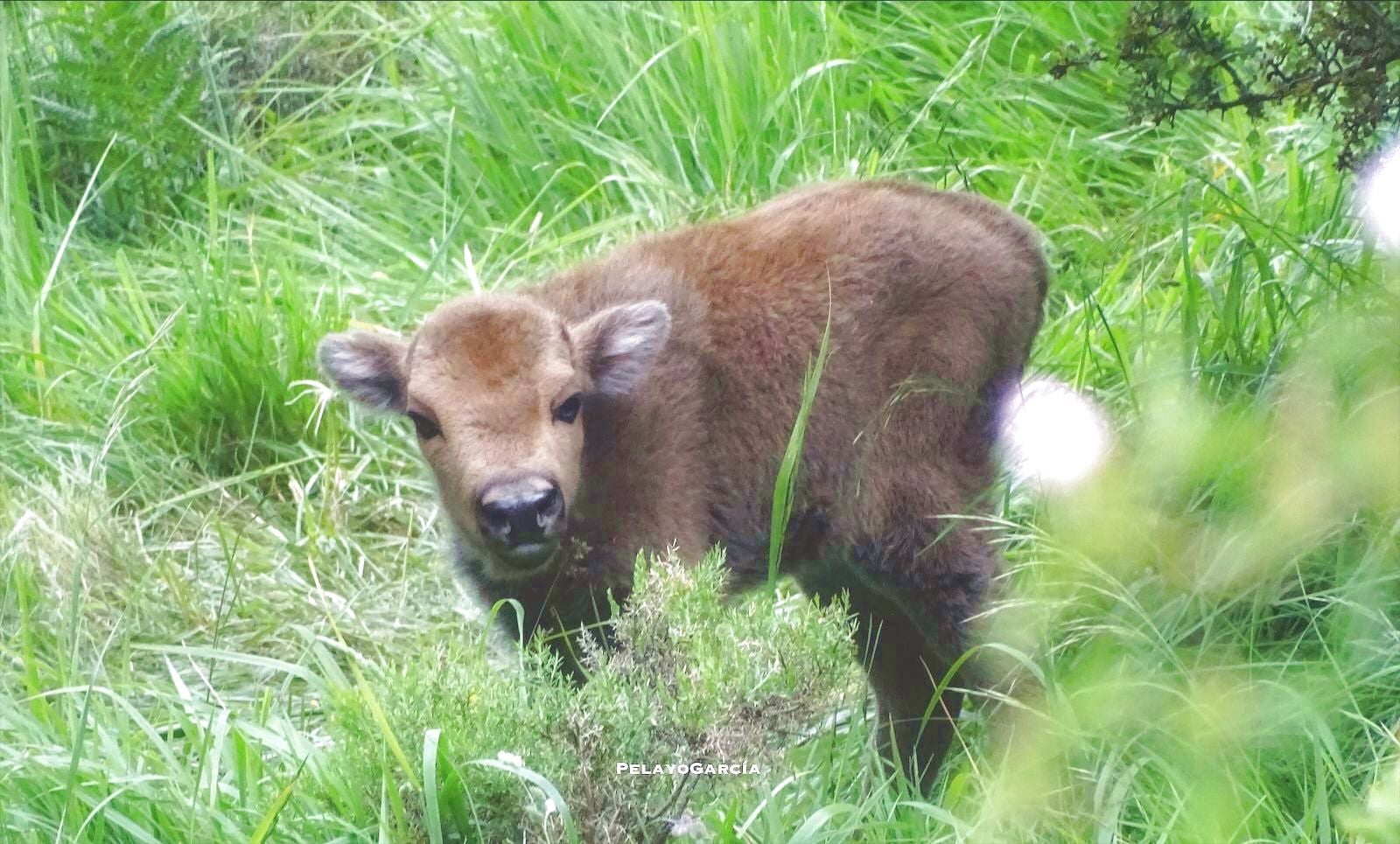 Primer ternero bisonte europeo en el paraje del valle de Anciles 