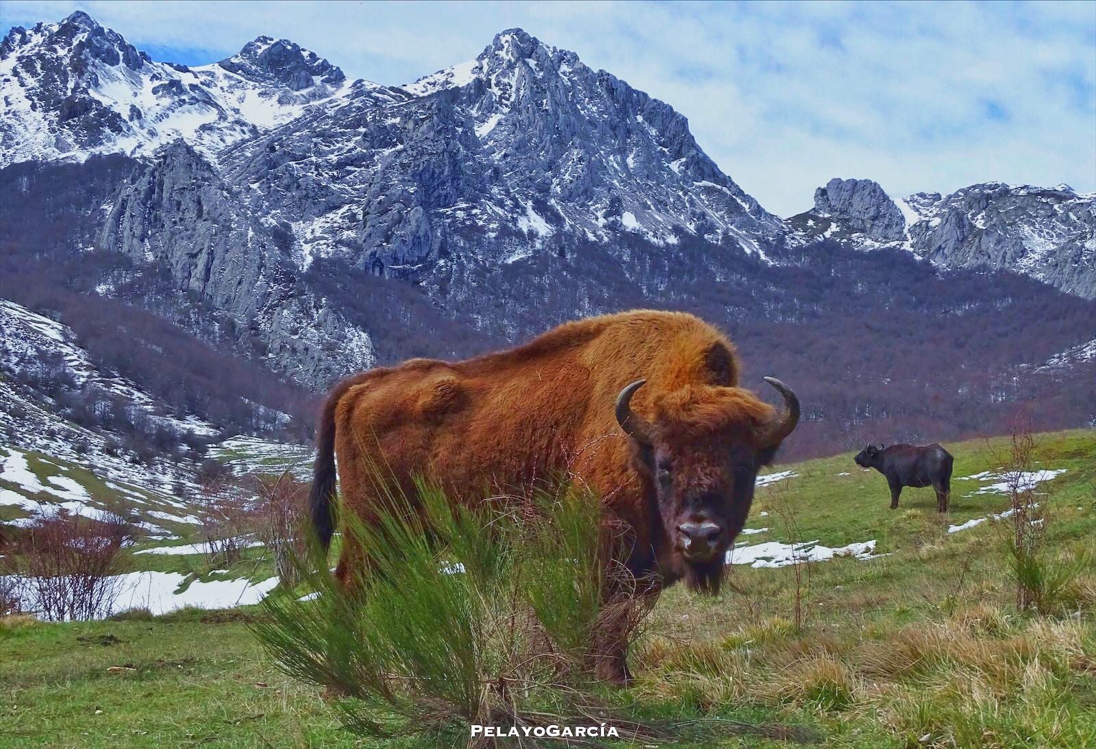 Primer ternero bisonte europeo en el paraje del valle de Anciles 