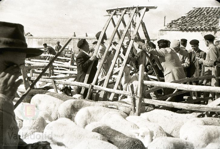 Fotos: Estampas del Valladolid antiguo (XLV): así eran las ferias de ganado de Medina del Campo en los años 50