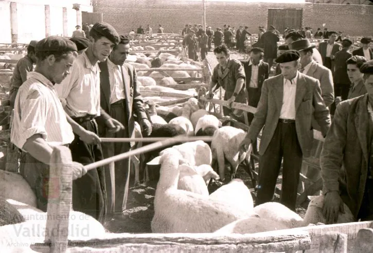 Fotos: Estampas del Valladolid antiguo (XLV): así eran las ferias de ganado de Medina del en los años 50 | El Norte de Castilla