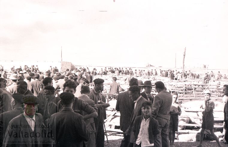 Fotos: Estampas del Valladolid antiguo (XLV): así eran las ferias de ganado de Medina del Campo en los años 50