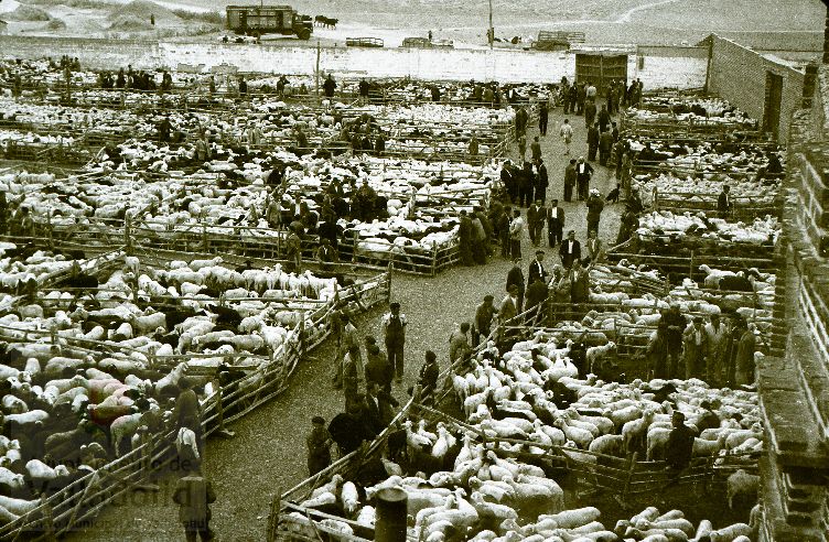 Fotos: Estampas del Valladolid antiguo (XLV): así eran las ferias de ganado de Medina del Campo en los años 50