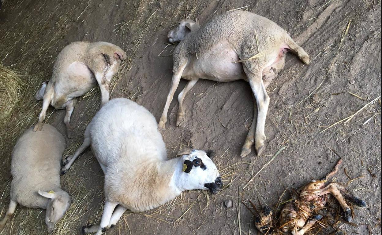 Algunas de las ovejas muertas tras el ataque.