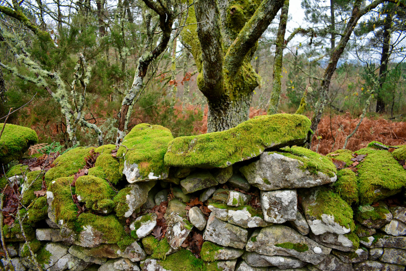 Entre Lugo y Orense se encuentra la Ribeira Sacra, una bellísima tierra llena de monasterios, viñedos y ríos | Es la única candidata española a ser incluida en la lista de Patrimonio de la Humanidad en 2021