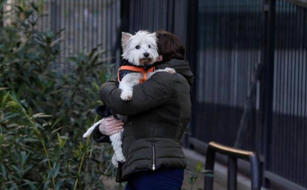 La OMS ve «cada vez más pruebas» de la transmisión de Covid de humanos a felinos y perros 