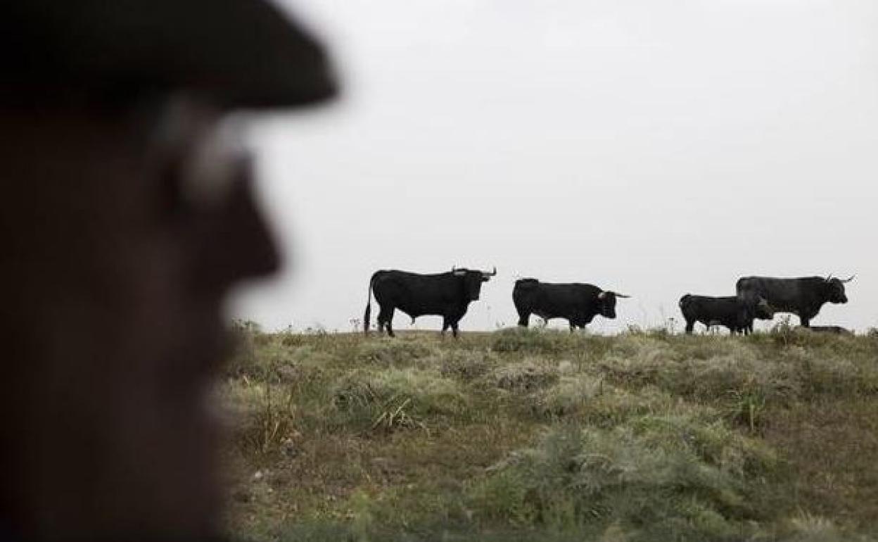 Zona de ganado en Castilla y León.