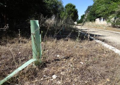 Imagen secundaria 1 - El cartel de la intervención de 2016 es lo único que sobrevive de aquel proyecto. En el centro, un protector (sin plantas) y, a la derecha, una de las arcas reales cubierta de vegetación. 