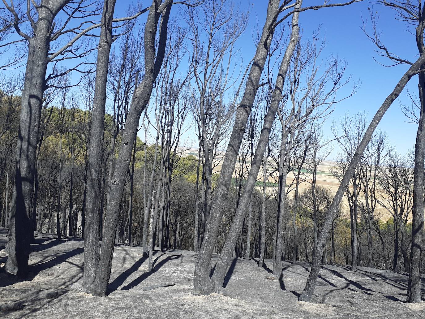Fotos: Así han quedado el histórico monte de Villagarcía de Campos