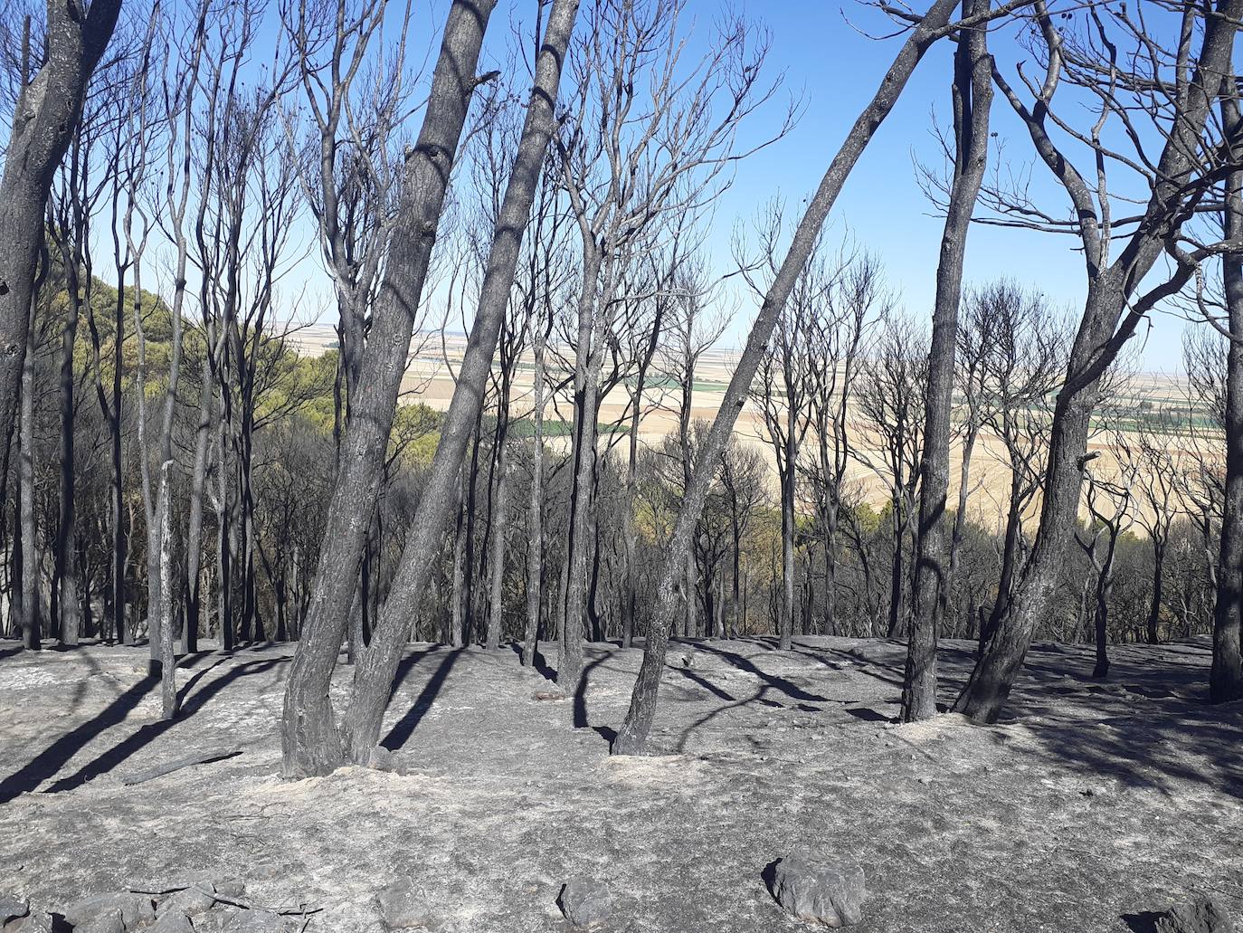 Fotos: Así han quedado el histórico monte de Villagarcía de Campos