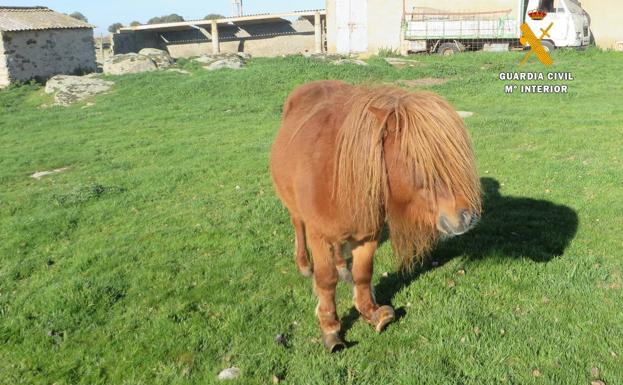 Imagen del pony hallado en la finca. 