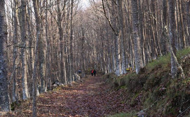 Imagen principal - Un camino por medio de un robledal en Brañosera. Abajo, el río en la pedanía de Salcedillo y a la derecha, pinturas de la iglesia de otra de las pedanías del municipio, la de Valberzoso. 