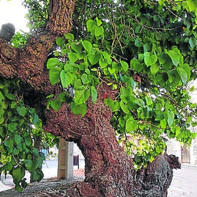 Un moral, árbol singular de la zona.