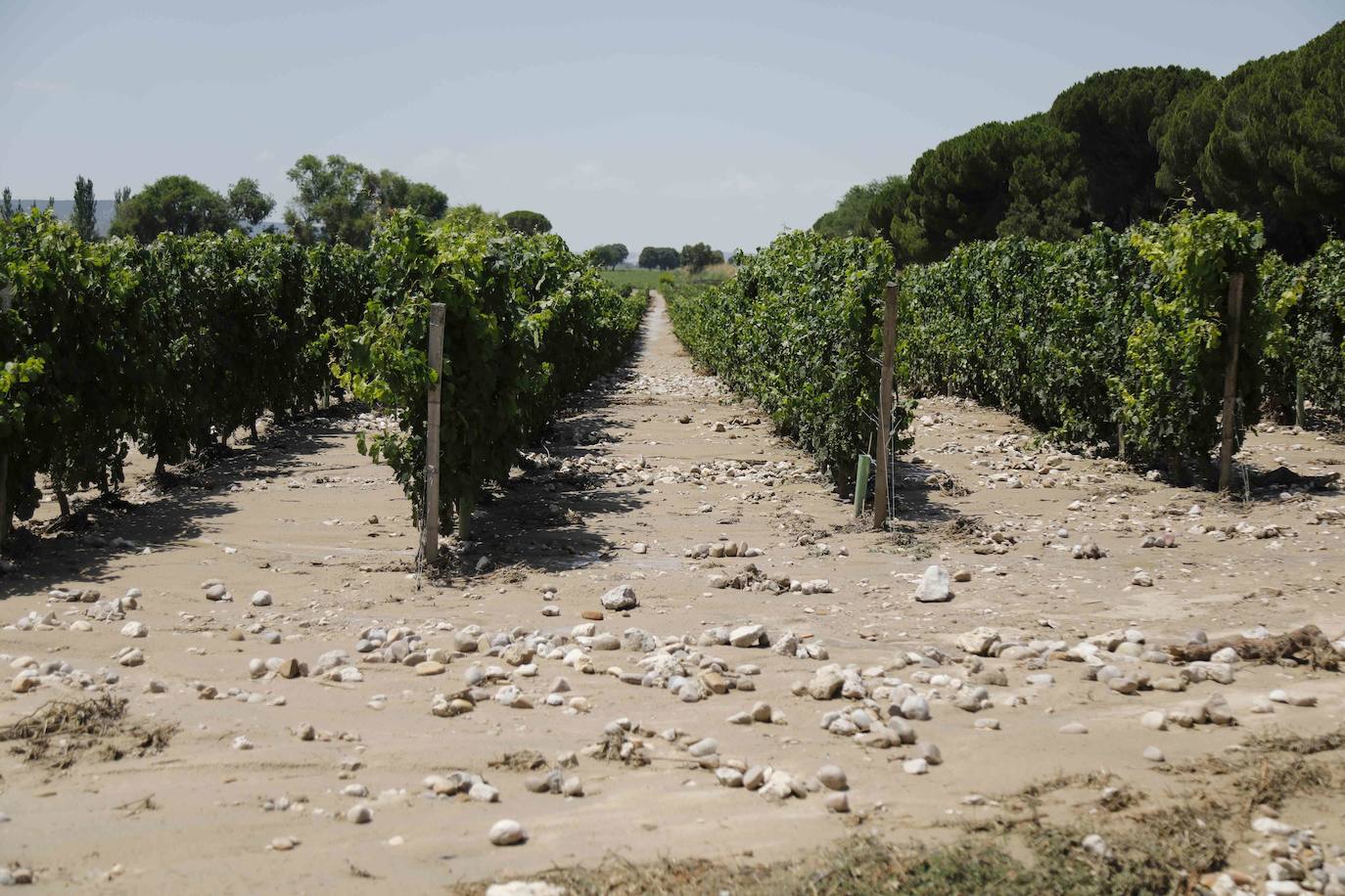 Fotos: Restos de barro en la carretera Pesquera de Duero-Renedo de Esgueva