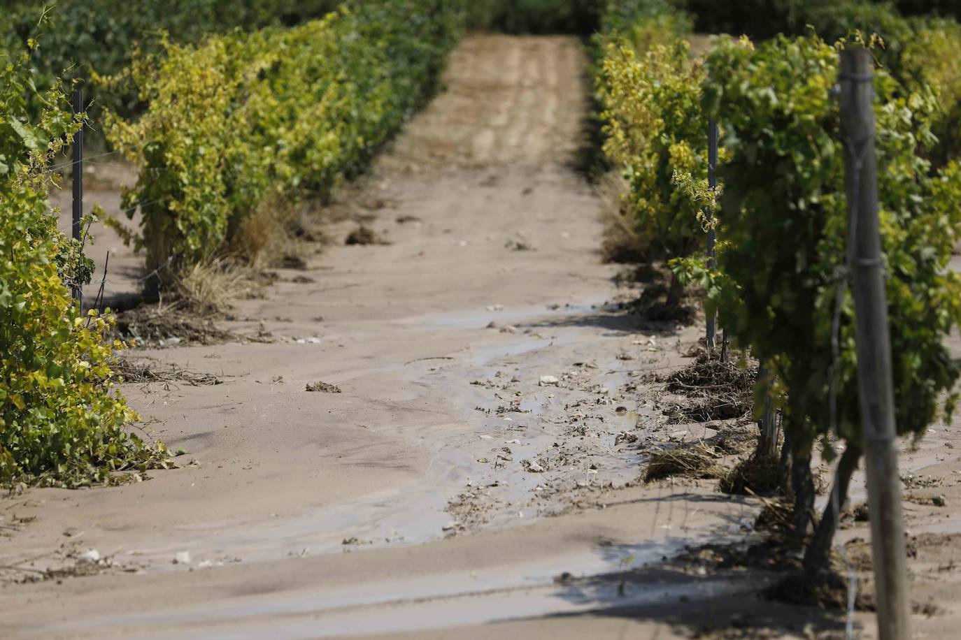 Fotos: Restos de barro en la carretera Pesquera de Duero-Renedo de Esgueva