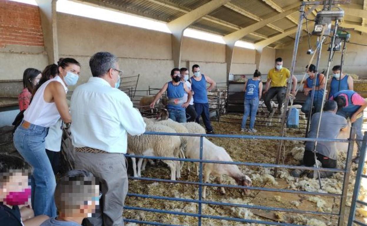Curso de esquileo que se imparte en Zamora. 