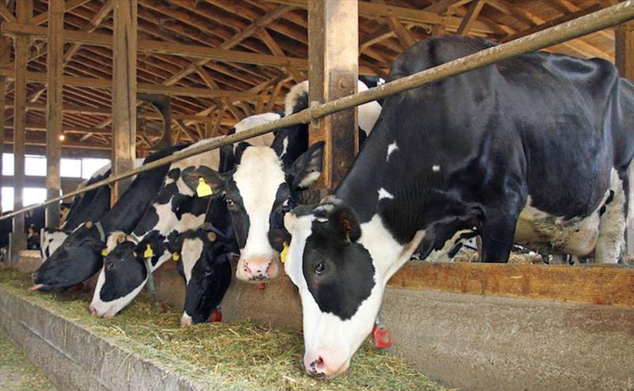 Explotación de ganadería bovina. 