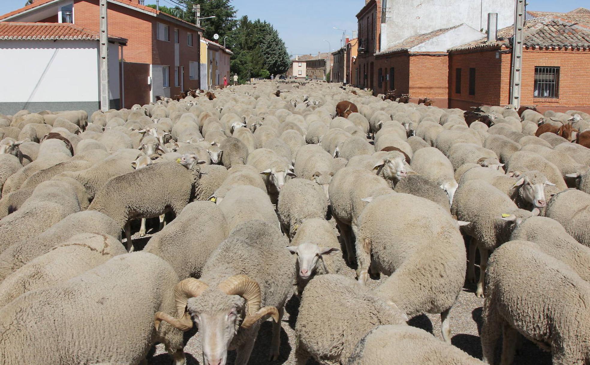 El paso de las ovejas transhumantes marcan el fin del verano en la localidad de Perales.