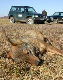 Imagen secundaria 2 - Castilla y León encabeza la pérdida de fauna salvaje por cebos ilegales