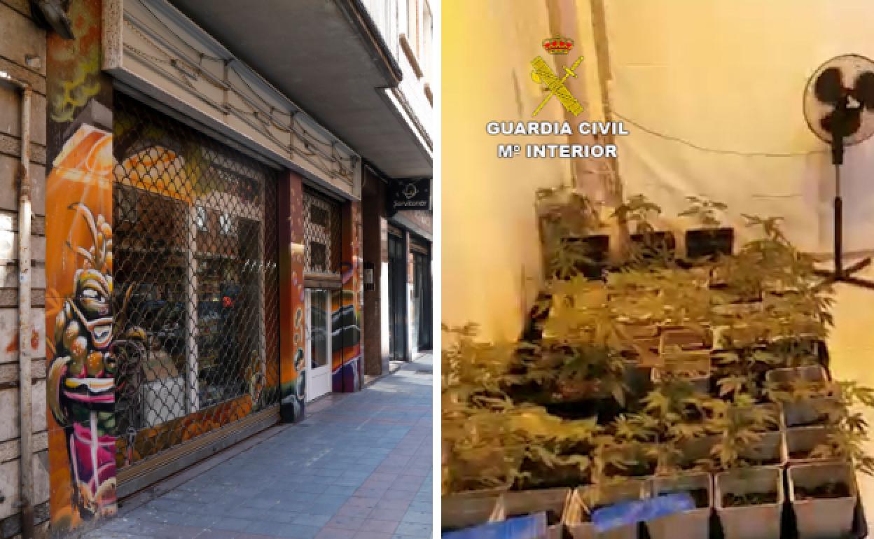 Tienda en la que se encontraron parte de las plantas y algunas de las plantas de marihuana incautadas en Palencia. 