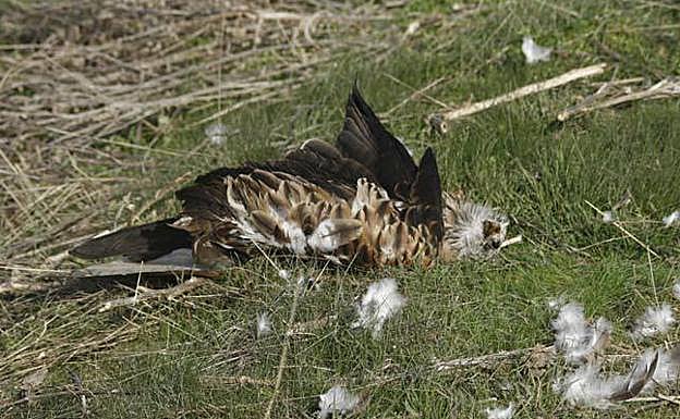 Castilla y León registra 2.056 envenenamientos de fauna silvestre desde 1992, con la muerte de casi 4.800 animales