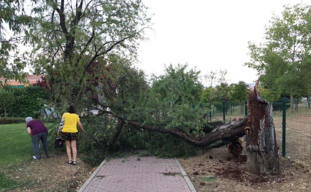 Un árbol partido en el Parque de los Almendros de Valladolid. 