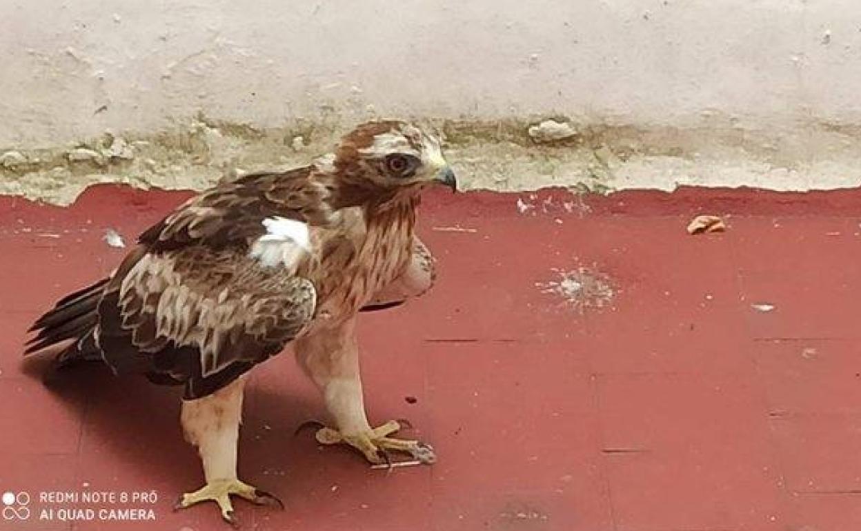 Rescatan un águila que cayó a un patio interior de la calle Embajadores de  Valladolid | El Norte de Castilla