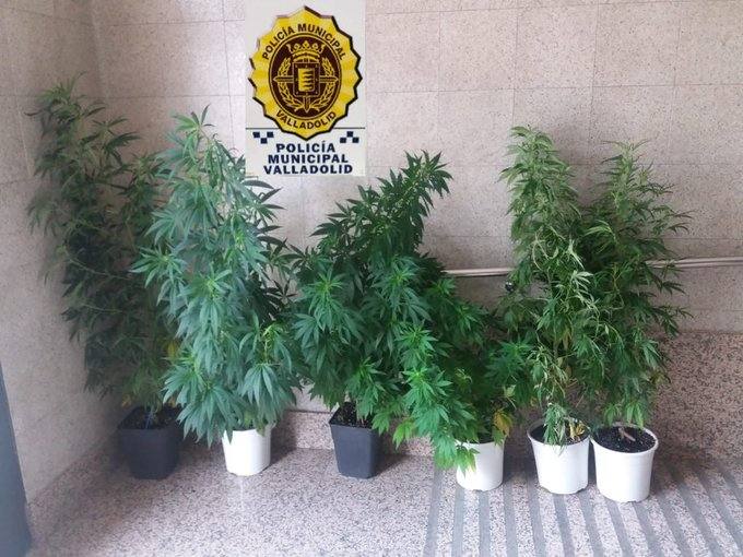 Las plantas de marihuana intervenidas.
