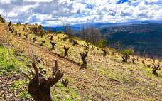 «Buscar el mejor vino posible y el cultivo integrado en la naturaleza son las bases»