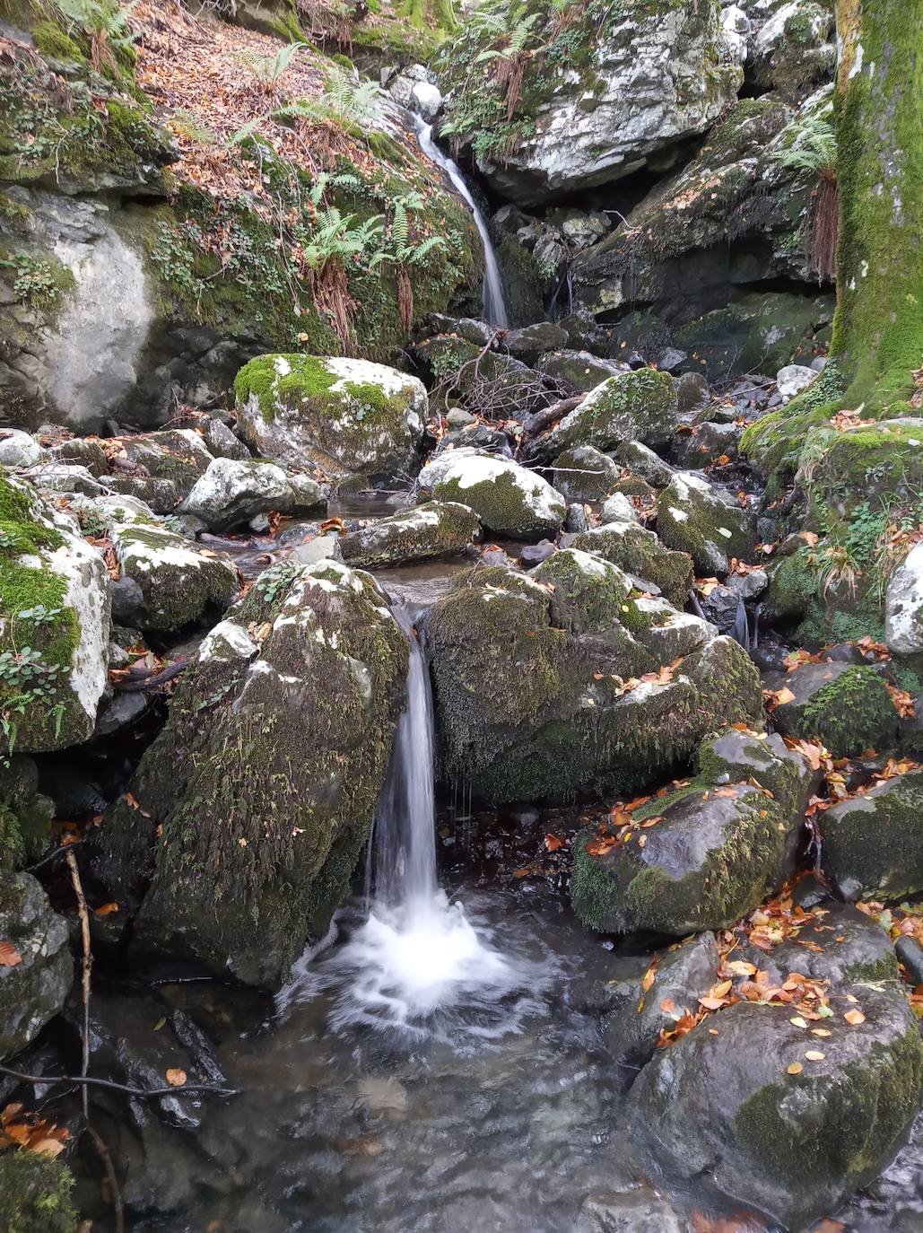 Fotos: Hayedo de Errekaundi (cima: Andasto)