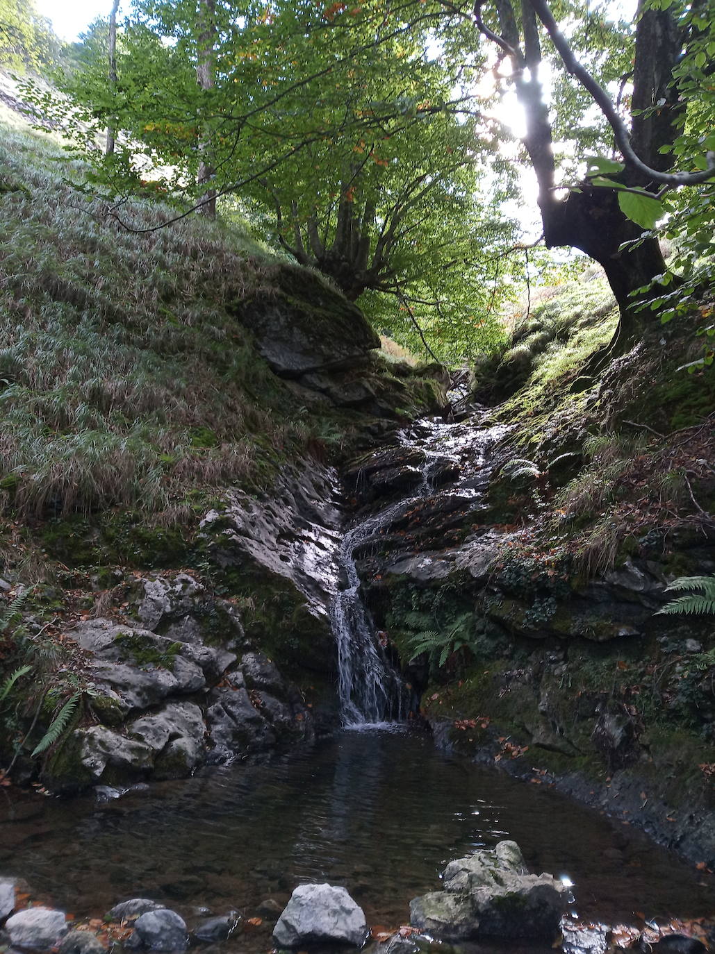 Fotos: Hayedo de Errekaundi (cima: Andasto)