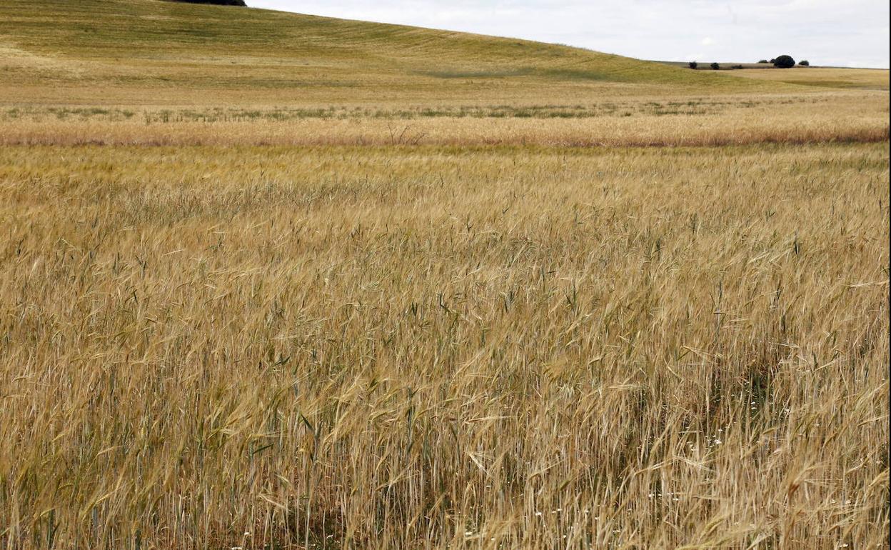 Campo de cereales en la provincia de Palencia.