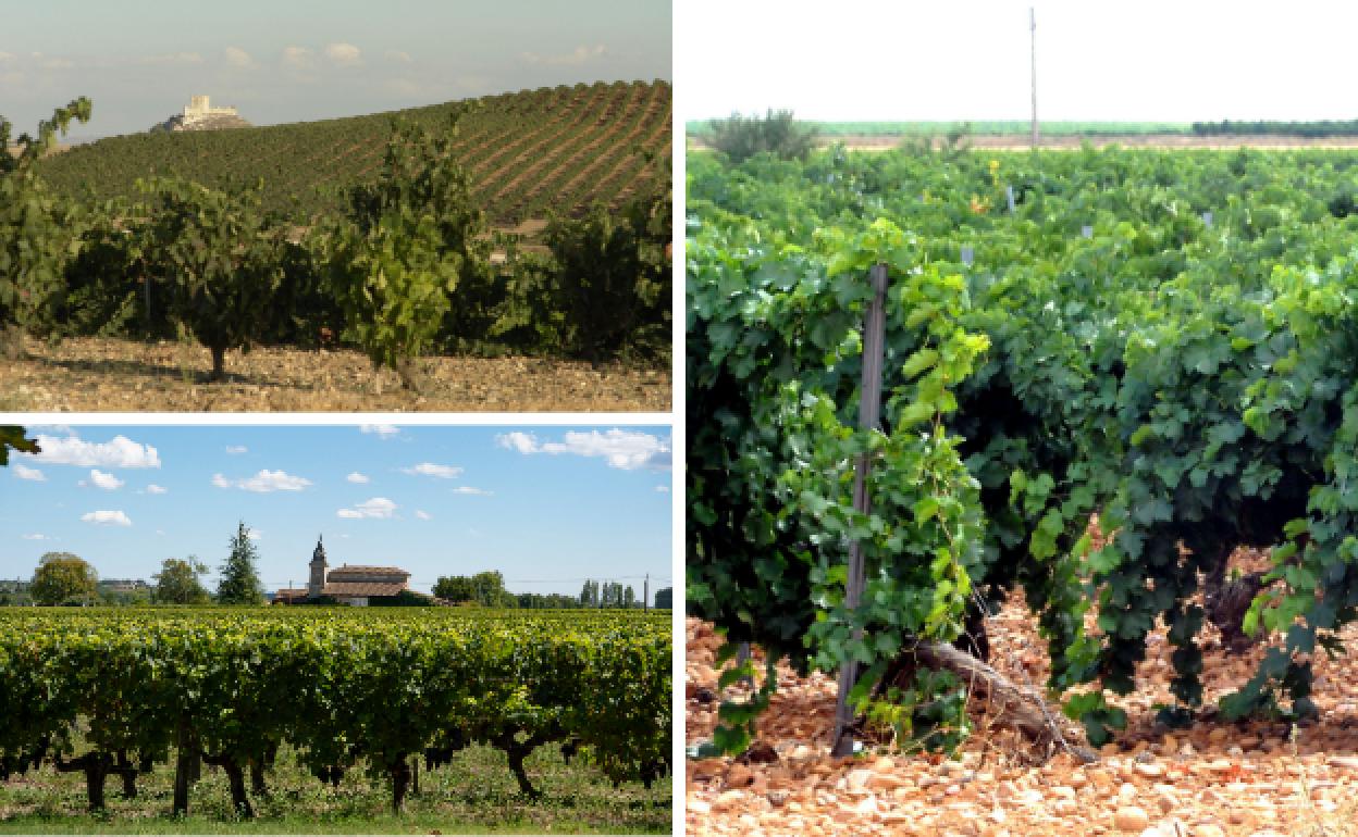 Viñedo de la Ribera del Duero (arriba a la izquierda), de Burdeos (debajo) y de Rueda