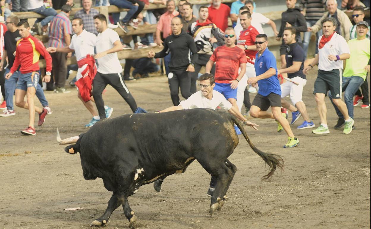 Los participantes citan a 'Barco', protagonista del Toro de la Vega el pasado año.