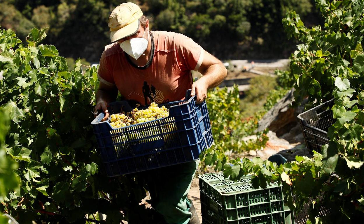 Un vendimiador recoge uvas en la Ribeira Sacra.