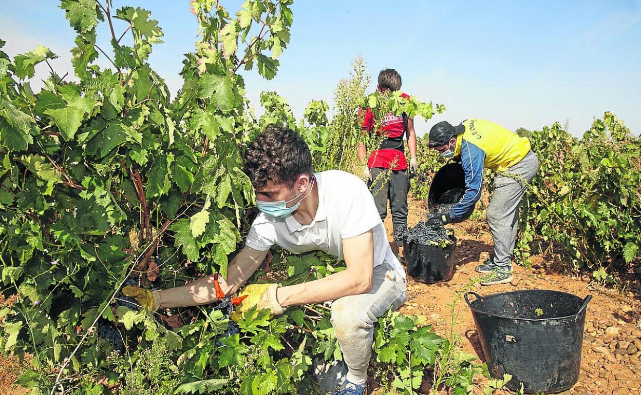 Trabajadores en un majuelo de la DO Cigales. 