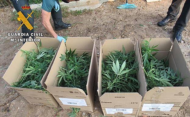 Plantas intervenidas por la Guardia Civil.