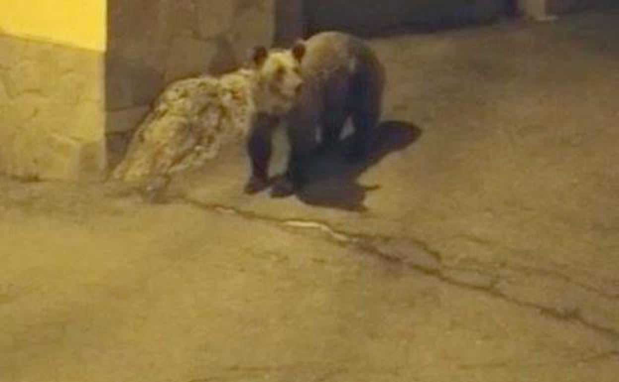 Un ejemplar de oso en las calles de la localidad leonesa de Caboalles.