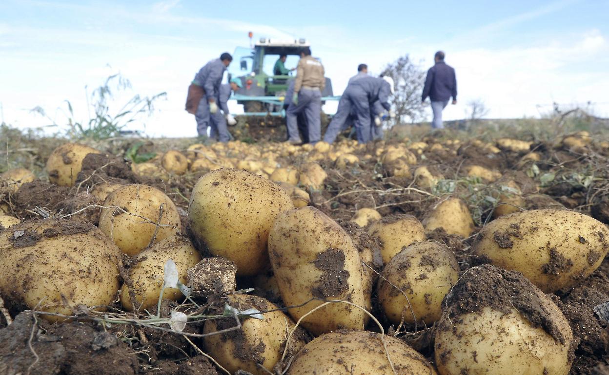 Recogida de patata en una tierra de la comarca de Medina.