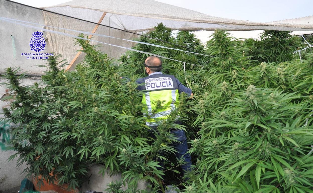 Plantación de marihuana localizada por la Policía Nacional.