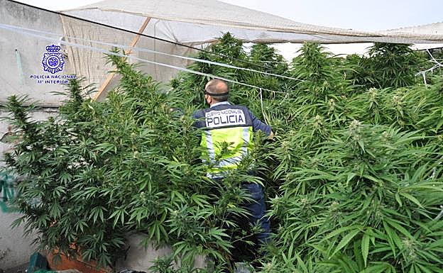 Dos detenidos tras desmantelar una plantación de marihuana en el barrio España de Valladolid
