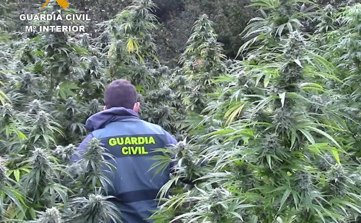 Un agente se interna en la plantación de los Montes de Oca. 