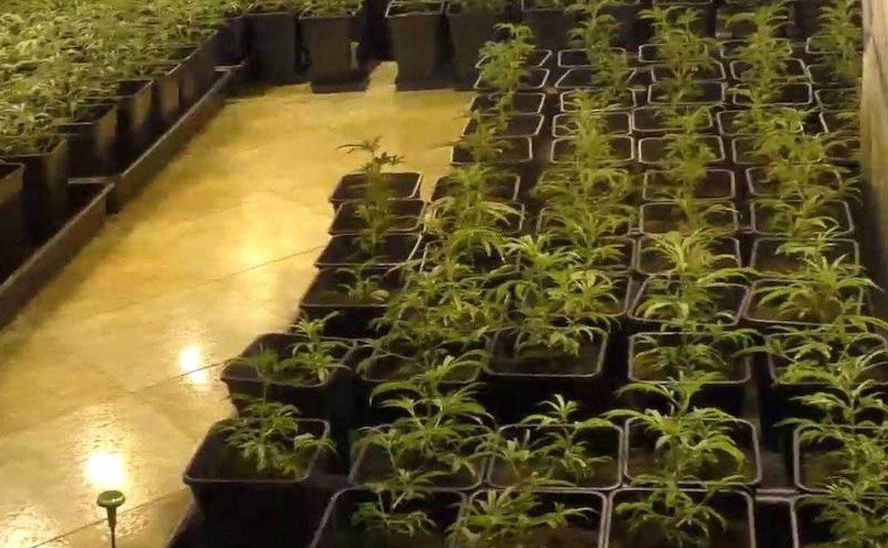 Marihuana incautada por la Guardia Civil en una operación desarrollada en agosto. 