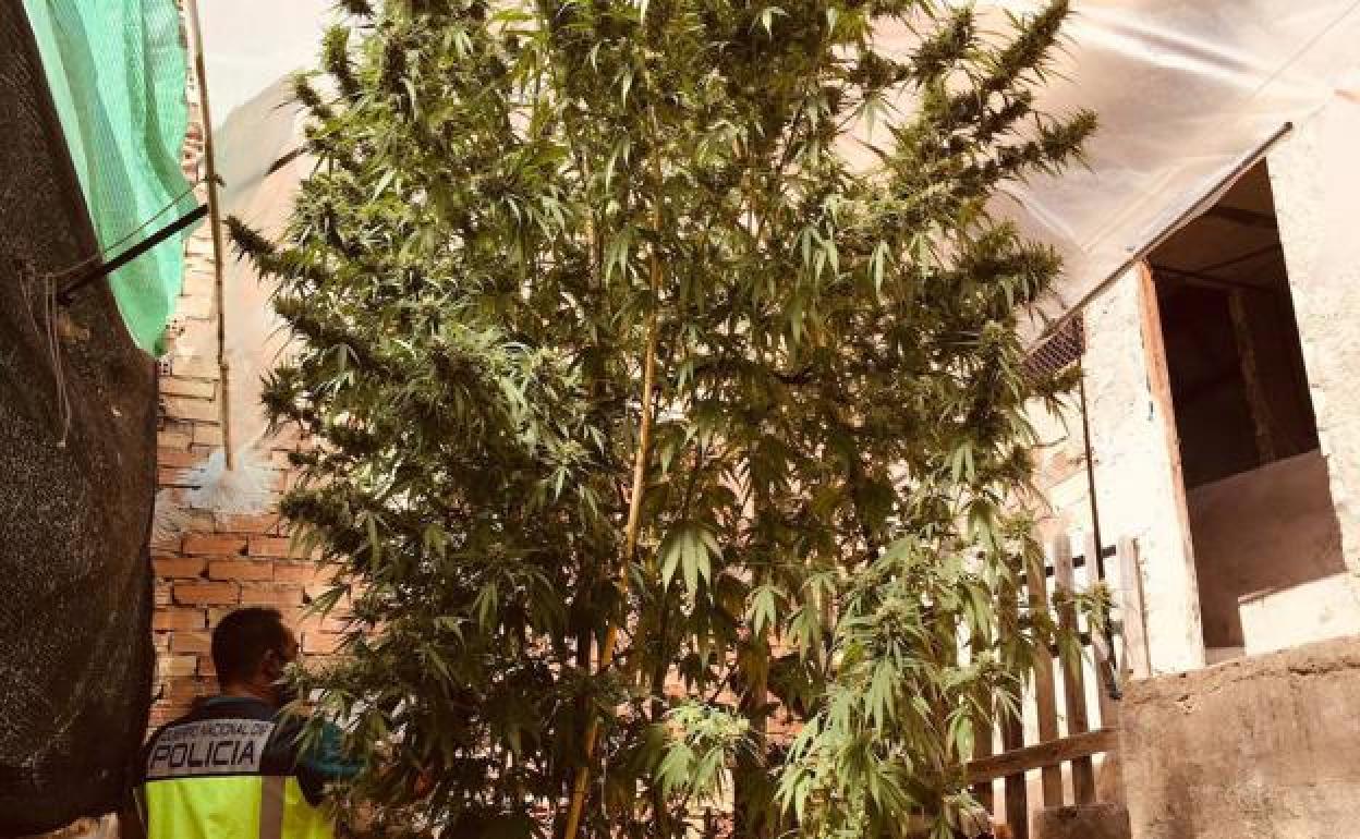 Plantación de marihuana incautada por la Policía Nacional 